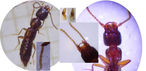 Réf. 321 493 : Medon brunneus
